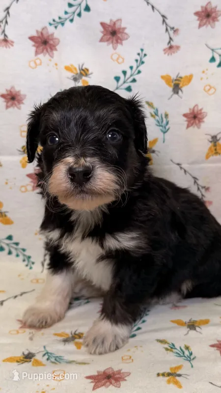 Hershey – Bordoodle puppy for sale in Kandiyohi, MN