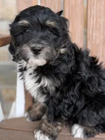 Peach, a female Bernedoodle and Miniature Bernedoodle for sale in Kandiyohi, MN – 2 of 8