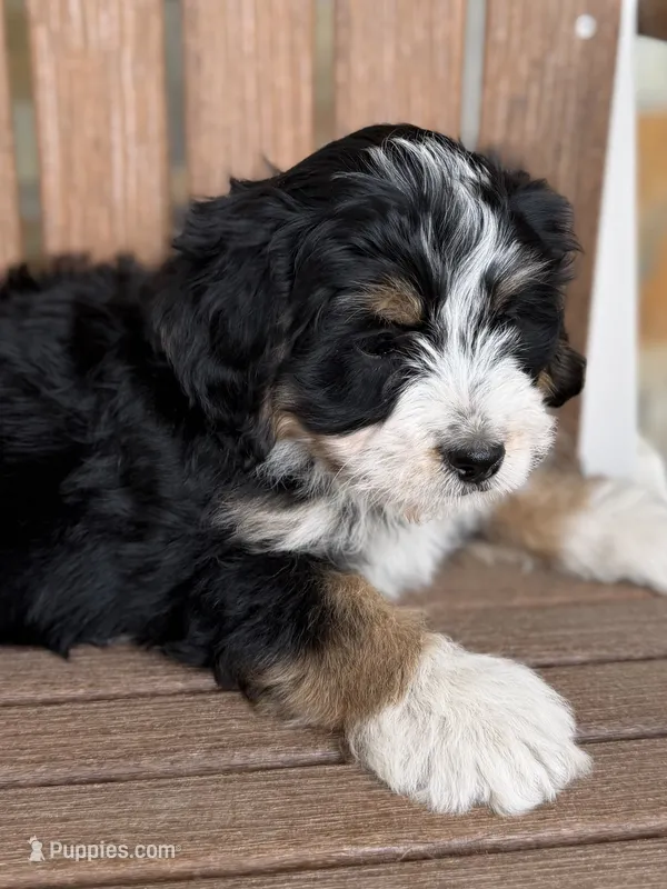 Maple – Bernedoodle, Miniature Bernedoodle puppy for sale in Kandiyohi, MN