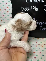 Ginger, a female Cavapoo for sale in Kandiyohi, MN – 3 of 5