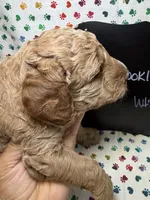Brooklyn, a female Poodle - Miniature  and Poodle - Standard  for sale in Kandiyohi, MN – 2 of 4