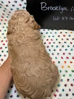 Brooklyn, a female Poodle - Miniature  and Poodle - Standard  for sale in Kandiyohi, MN – 4 of 4
