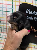 Honey, a female Miniature Bernedoodle for sale in Kandiyohi, MN – Photo 2 of 5