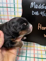 Honey, a female Miniature Bernedoodle for sale in Kandiyohi, MN – Photo 3 of 5