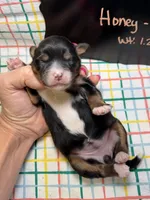 Honey, a female Miniature Bernedoodle for sale in Kandiyohi, MN – Photo 4 of 5