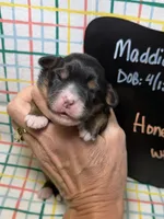 Honey, a female Miniature Bernedoodle for sale in Kandiyohi, MN – Photo 1 of 5