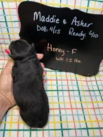 Honey, a female Miniature Bernedoodle for sale in Kandiyohi, MN – Photo 5 of 5