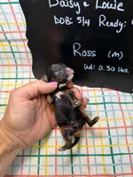 Ross, a male Cavapoo for sale in Kandiyohi, MN – 4 of 5