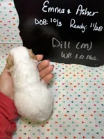 Dill, a male Cavapoo for sale in Kandiyohi, MN – 4 of 5