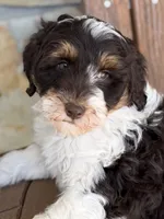 Rocket, a male Bernedoodle and Miniature Bernedoodle for sale in Kandiyohi, MN – 7 of 8