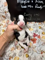 Curly, a male Aussalier for sale in Kandiyohi, MN – 5 of 5