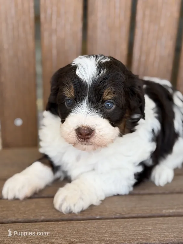 Taylor – Bernedoodle, Miniature Bernedoodle puppy for sale in Kandiyohi, MN