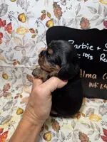 Alma, a female Cavalier King Charles Spaniel for sale in Kandiyohi, MN – 2 of 5