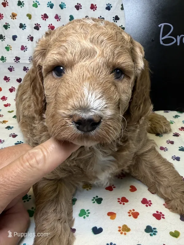 Brooklyn – Poodle - Miniature , Poodle - Standard  puppy for sale in Kandiyohi, MN