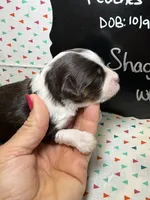 Shaggy, a male Aussiedoodle and Miniature Aussiedoodle for sale in Kandiyohi, MN – 3 of 5