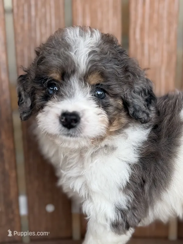 Oliver – Bernedoodle, Miniature Bernedoodle puppy for sale in Kandiyohi, MN
