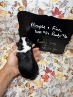 Curly, a male Aussalier for sale in Kandiyohi, MN – 4 of 5