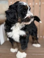 Candy, a female Bernedoodle and Miniature Bernedoodle for sale in Kandiyohi, MN – 3 of 4