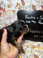 Austin, a male Cavalier King Charles Spaniel for sale in Kandiyohi, MN – 2 of 5