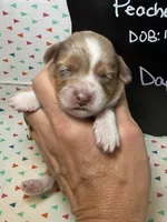 Daphne, a female Aussiedoodle and Miniature Aussiedoodle for sale in Kandiyohi, MN – 1 of 5