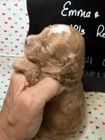 Basil, a male Cavapoo for sale in Kandiyohi, MN – 2 of 5