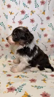 Reeses, a male Bordoodle for sale in Kandiyohi, MN – 3 of 4