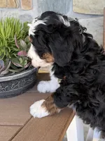 Max, a male Bernedoodle and Miniature Bernedoodle for sale in Kandiyohi, MN – 2 of 5