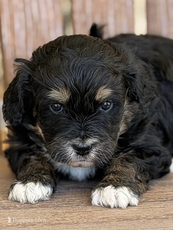 Peach – Bernedoodle, Miniature Bernedoodle puppy for sale in Kandiyohi, MN