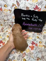 Annabelle, a female Cavalier King Charles Spaniel for sale in Kandiyohi, MN – 5 of 5