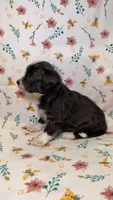  Buttercup-Blue eyes, a male Bordoodle for sale in Kandiyohi, MN – 2 of 3
