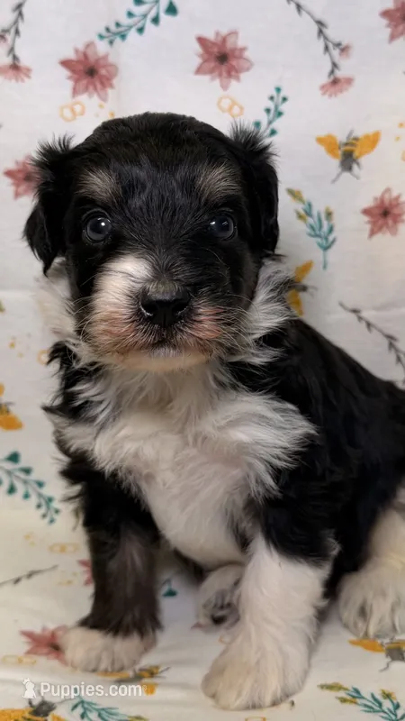 Twix – Bordoodle puppy for sale in Kandiyohi, MN