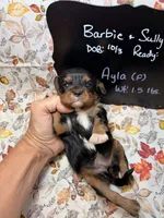 Ayla, a female Cavalier King Charles Spaniel for sale in Kandiyohi, MN – 4 of 5