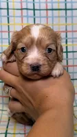 Francesca, a female Cavapoo for sale in Kandiyohi, MN – 2 of 5