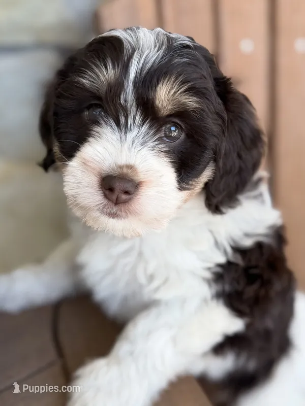 Nala – Bernedoodle, Miniature Bernedoodle puppy for sale in Kandiyohi, MN
