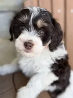Nala, a female Bernedoodle and Miniature Bernedoodle for sale in Kandiyohi, MN – 1 of 8