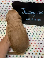 Jersey, a male Cavapoo for sale in Kandiyohi, MN – 5 of 5