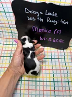 Monica, a female Cavapoo for sale in Kandiyohi, MN – 4 of 4