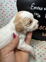 Cocoa, a female Cavapoo for sale in Kandiyohi, MN – 3 of 5