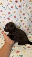 Kit Kat, a female Bordoodle for sale in Kandiyohi, MN – 2 of 3