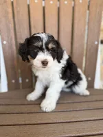Nala, a female Bernedoodle and Miniature Bernedoodle for sale in Kandiyohi, MN – 3 of 8