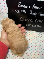 Clove, a male Cavapoo for sale in Kandiyohi, MN – 4 of 5