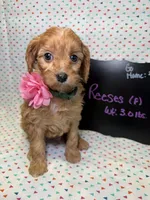 Reeses, a female Cavapoo for sale in Kandiyohi, MN – Photo 4 of 6