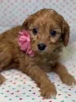Reeses, a female Cavapoo for sale in Kandiyohi, MN – Photo 3 of 6
