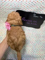 Reeses, a female Cavapoo for sale in Kandiyohi, MN – Photo 6 of 6