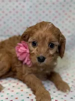 Reeses, a female Cavapoo for sale in Kandiyohi, MN – Photo 1 of 6