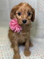 Reeses, a female Cavapoo for sale in Kandiyohi, MN – Photo 2 of 6