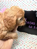 Reeses, a female Cavapoo for sale in Kandiyohi, MN – Photo 5 of 6