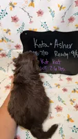 Kit Kat, a female Bordoodle for sale in Kandiyohi, MN – 3 of 3