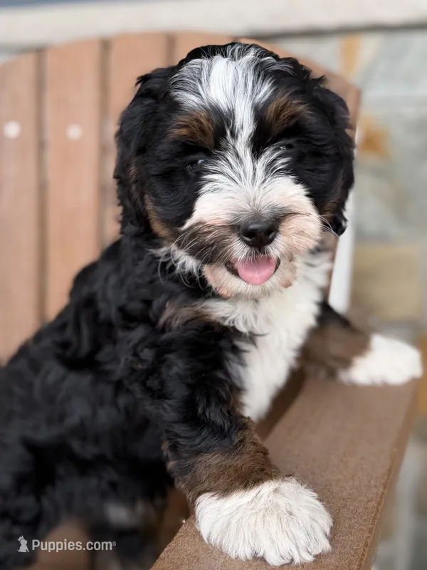 Candy – Bernedoodle, Miniature Bernedoodle puppy for sale in Kandiyohi, MN