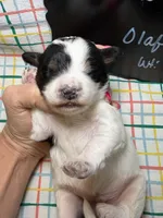 Olaf, a male Bernedoodle and Miniature Bernedoodle for sale in Kandiyohi, MN – Photo 4 of 5